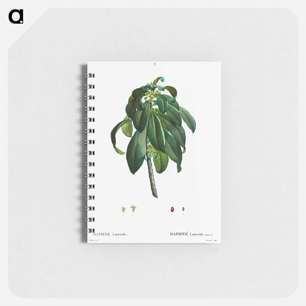 アートメモ帳-Spurge Laurel - ピエール ジョゼフ ルドゥーテ Memo.