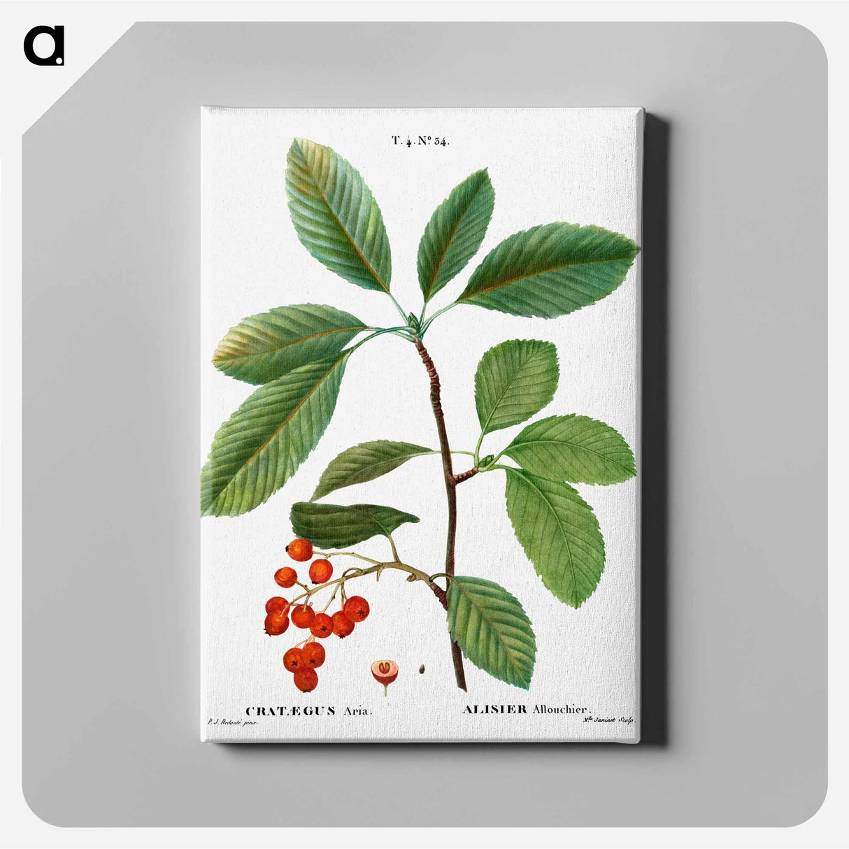 アートパネル-Whitebeam, Crataegus aria - ピエール ジョゼフ ルドゥーテ Canvas.
