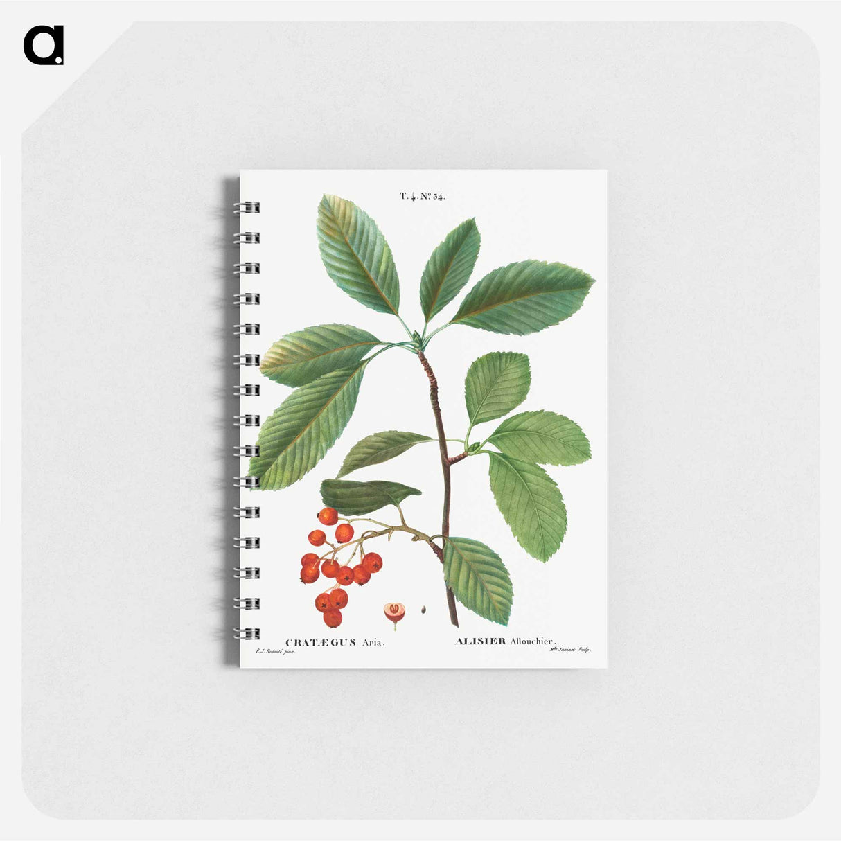 Whitebeam, Crataegus aria - ピエール ジョゼフ ルドゥーテ Memo.