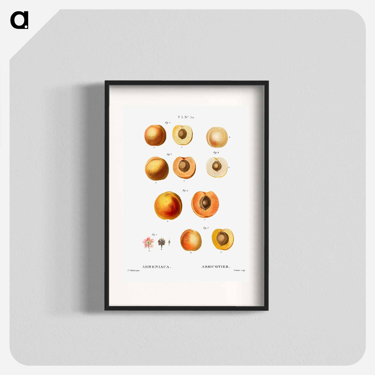 アートポスター-Apricot (Armeniaca) - ピエール ジョゼフ ルドゥーテ Poster.