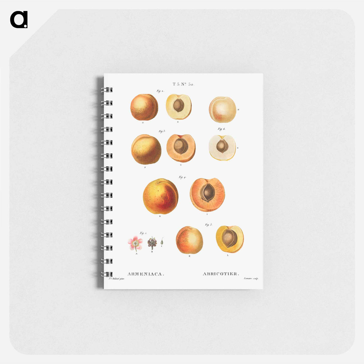 Apricot (Armeniaca) - ピエール ジョゼフ ルドゥーテ Memo.