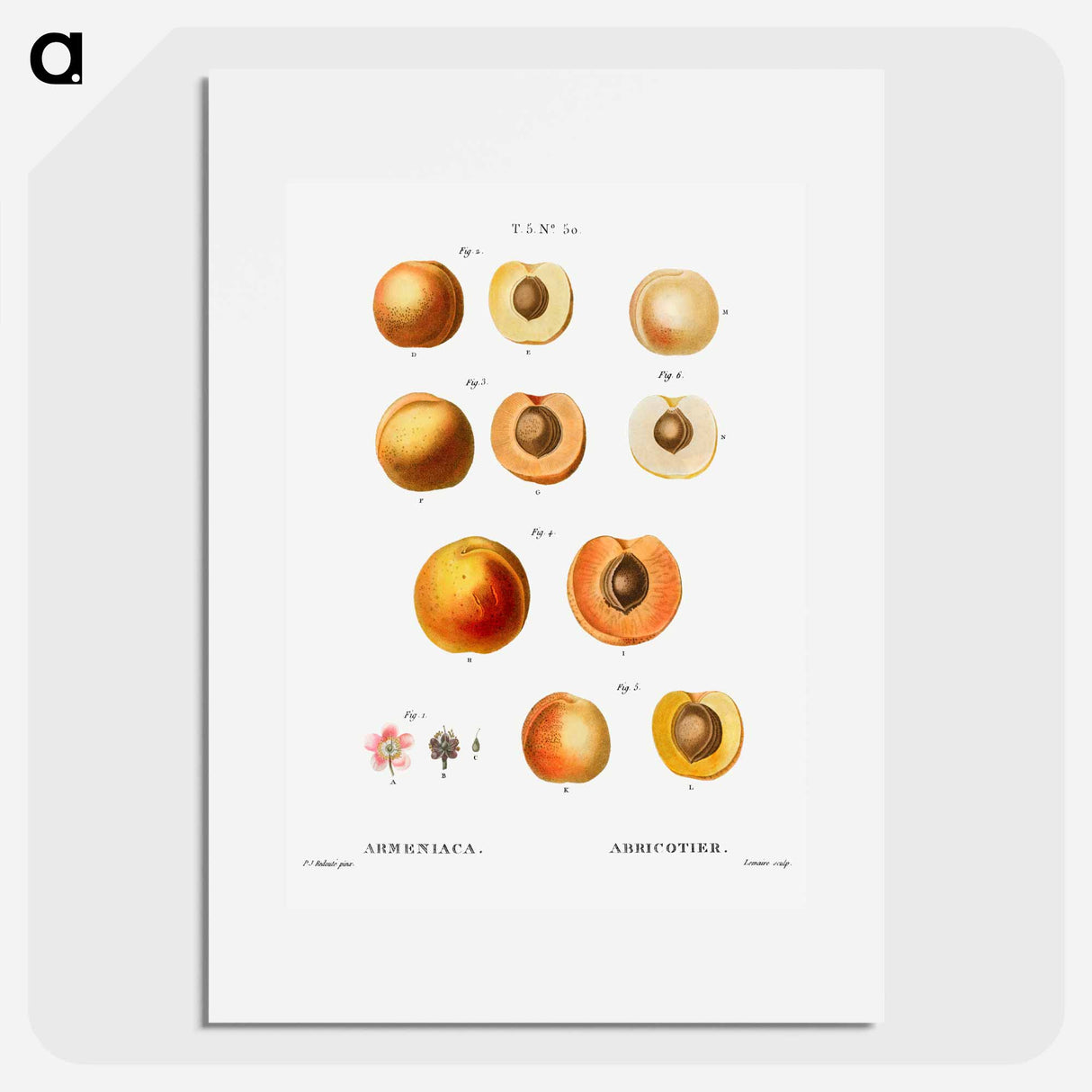アートポスター-Apricot (Armeniaca) - ピエール ジョゼフ ルドゥーテ Poster.