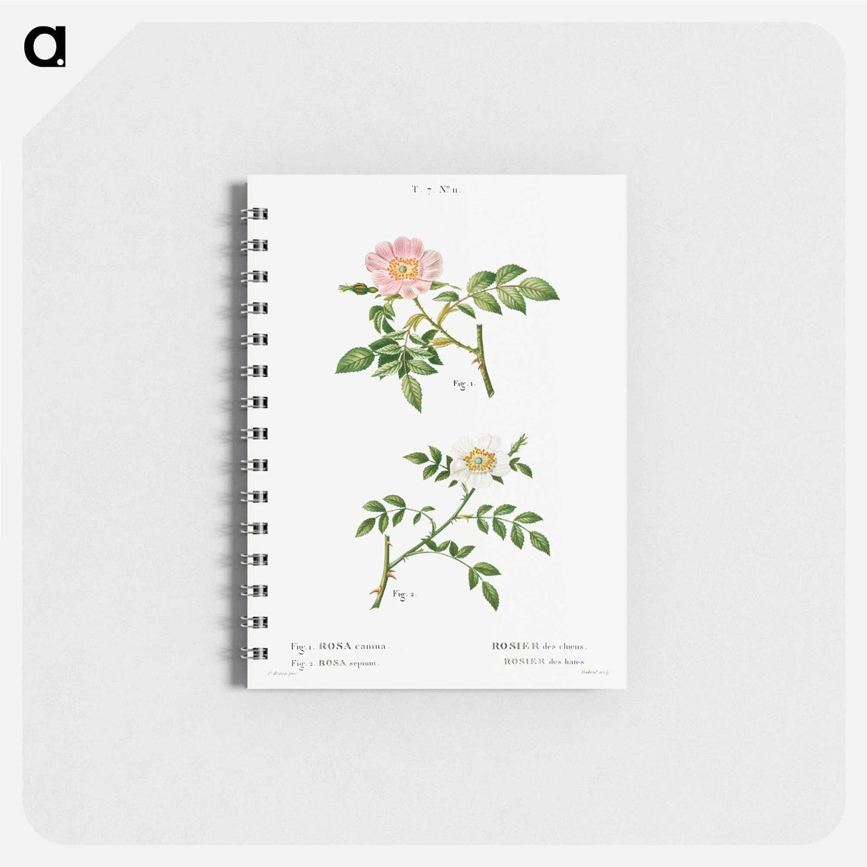 Dog rose, Rosa canina 2. Wild rose, Rosa sepium - ピエール ジョゼフ ルドゥーテ Memo.