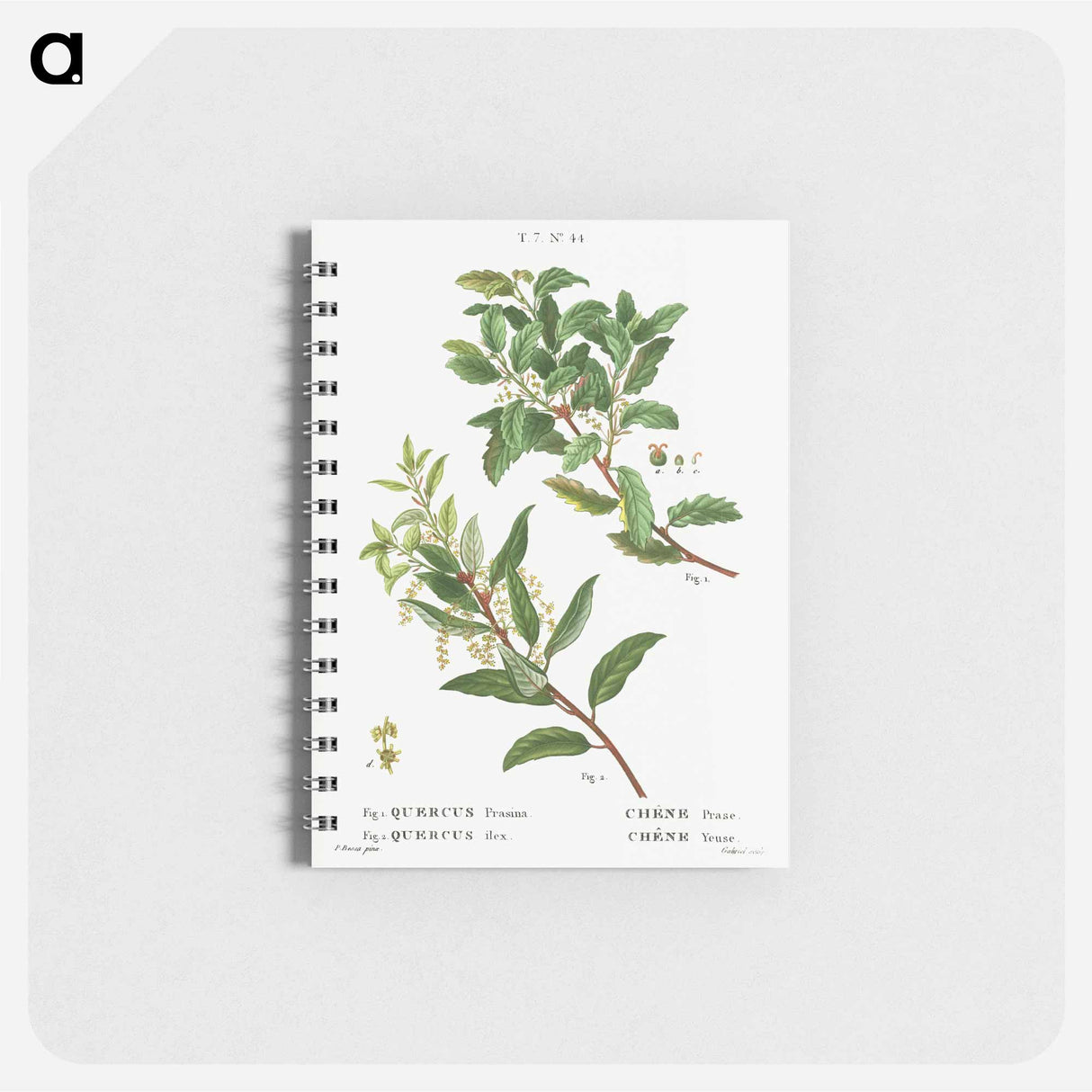 Evergreen oak - ピエール ジョゼフ ルドゥーテ Memo.