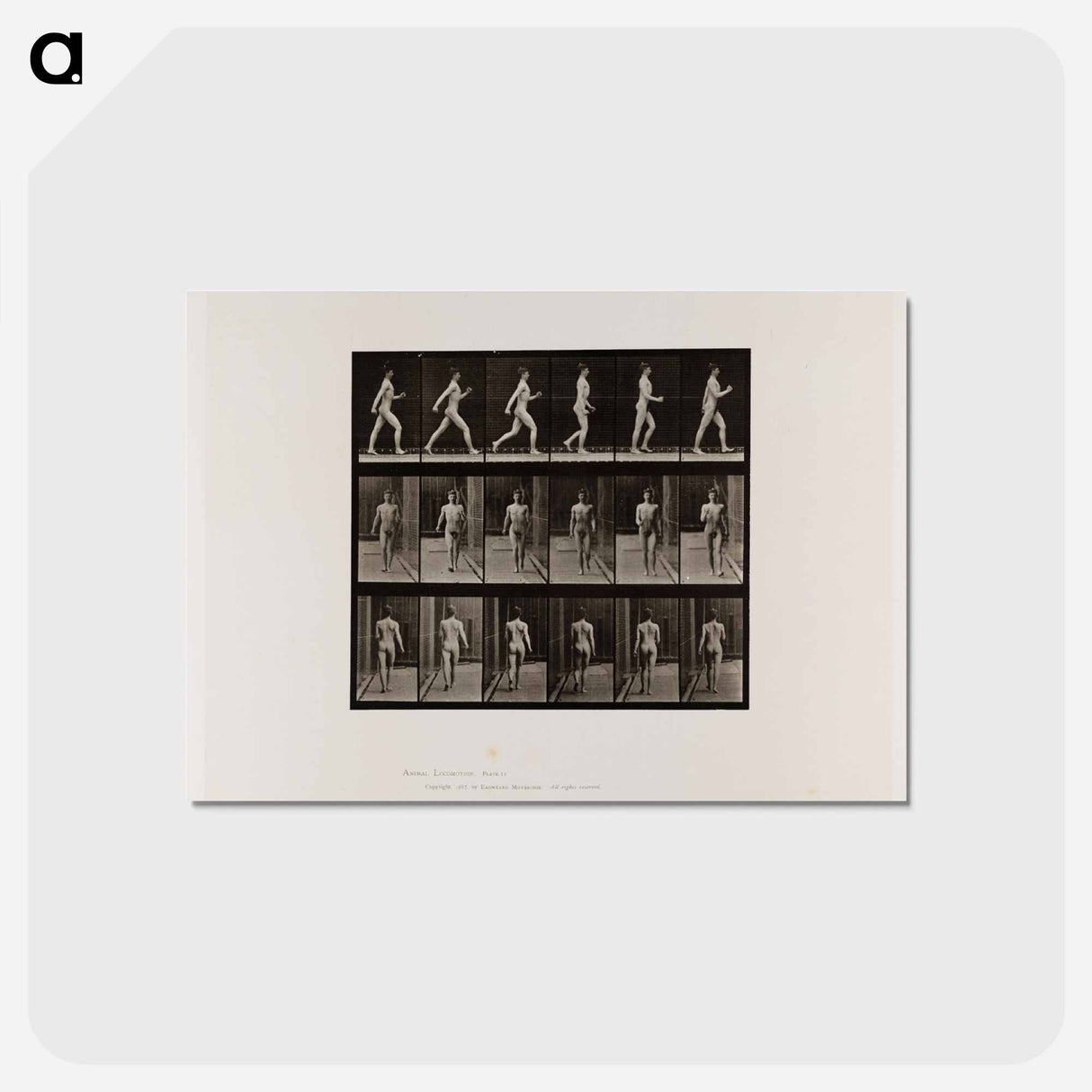 アートポストカード-Naked Man Walking
- エドワード マイブリッジ Postcard.