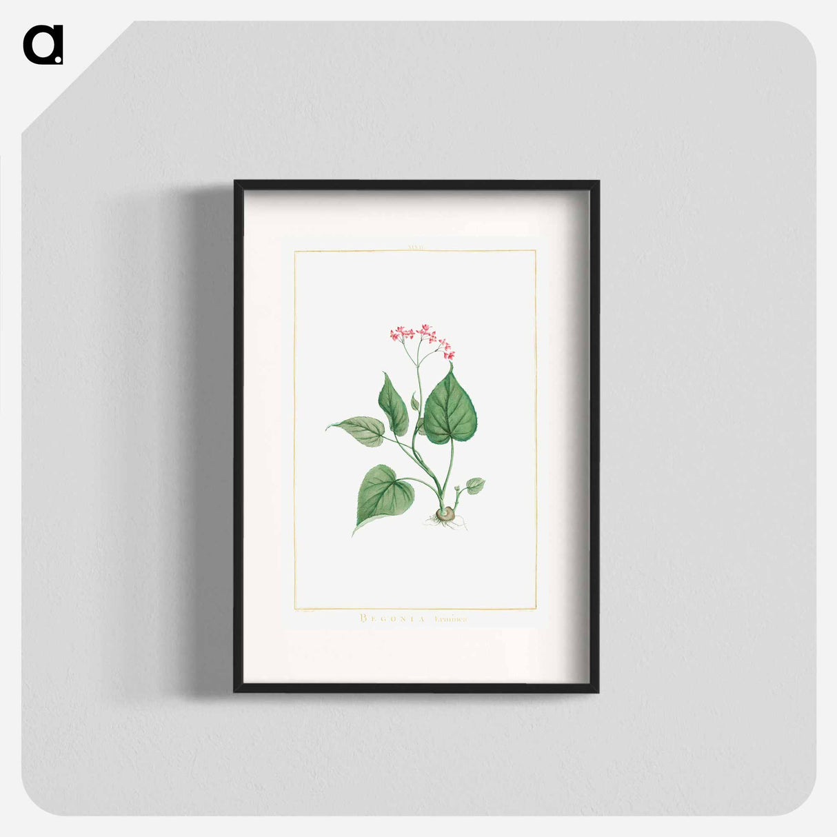 アートポスター-Begonia Erminea - ピエール ジョゼフ ルドゥーテ Poster.