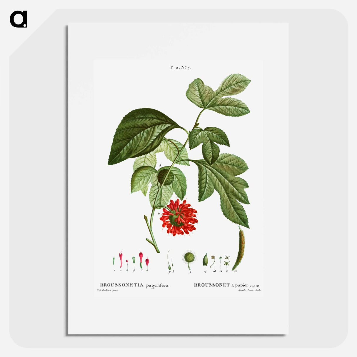 Paper mulberry - Pierre Joseph Redouté Poster.