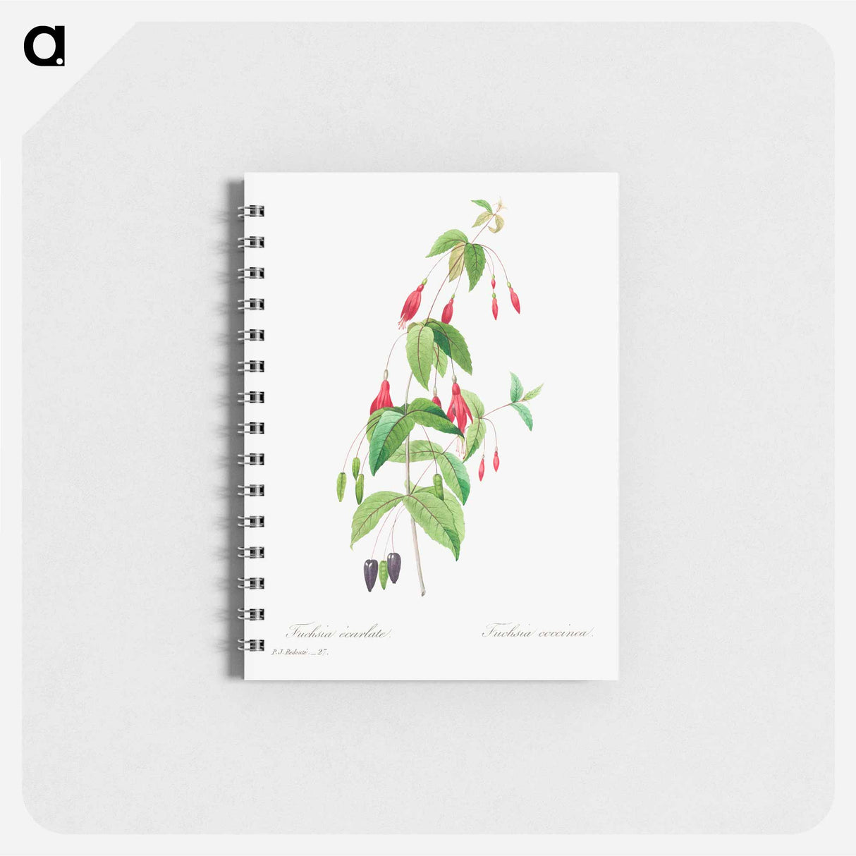 Fuchsia - ピエール ジョゼフ ルドゥーテ Memo.