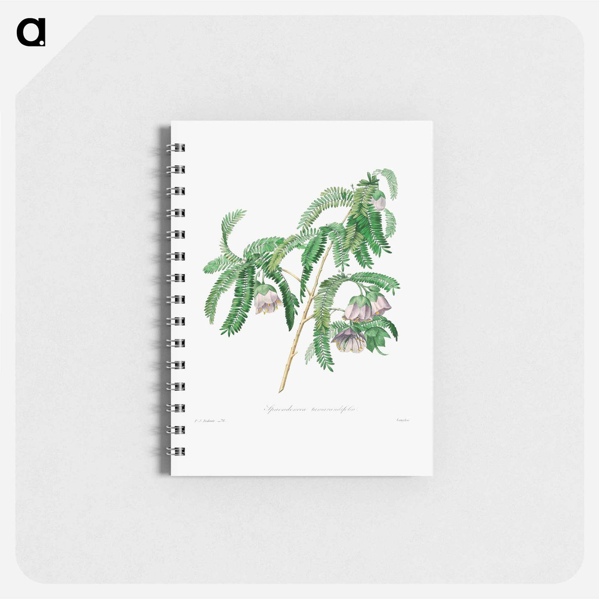 Purple peach-blossom - ピエール ジョゼフ ルドゥーテ Memo.