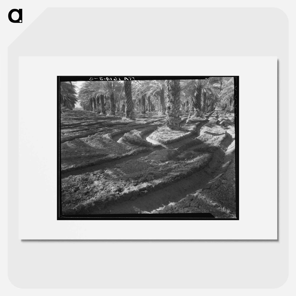 Date palms - Dorothea Lange Poster.