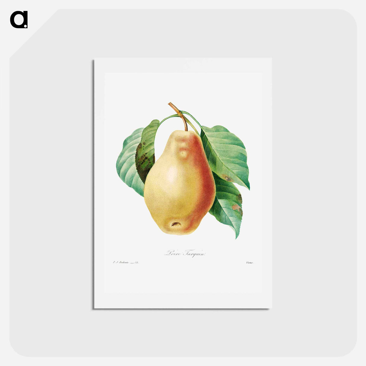 アートポストカード-Pear - ピエール ジョゼフ ルドゥーテ Postcard.