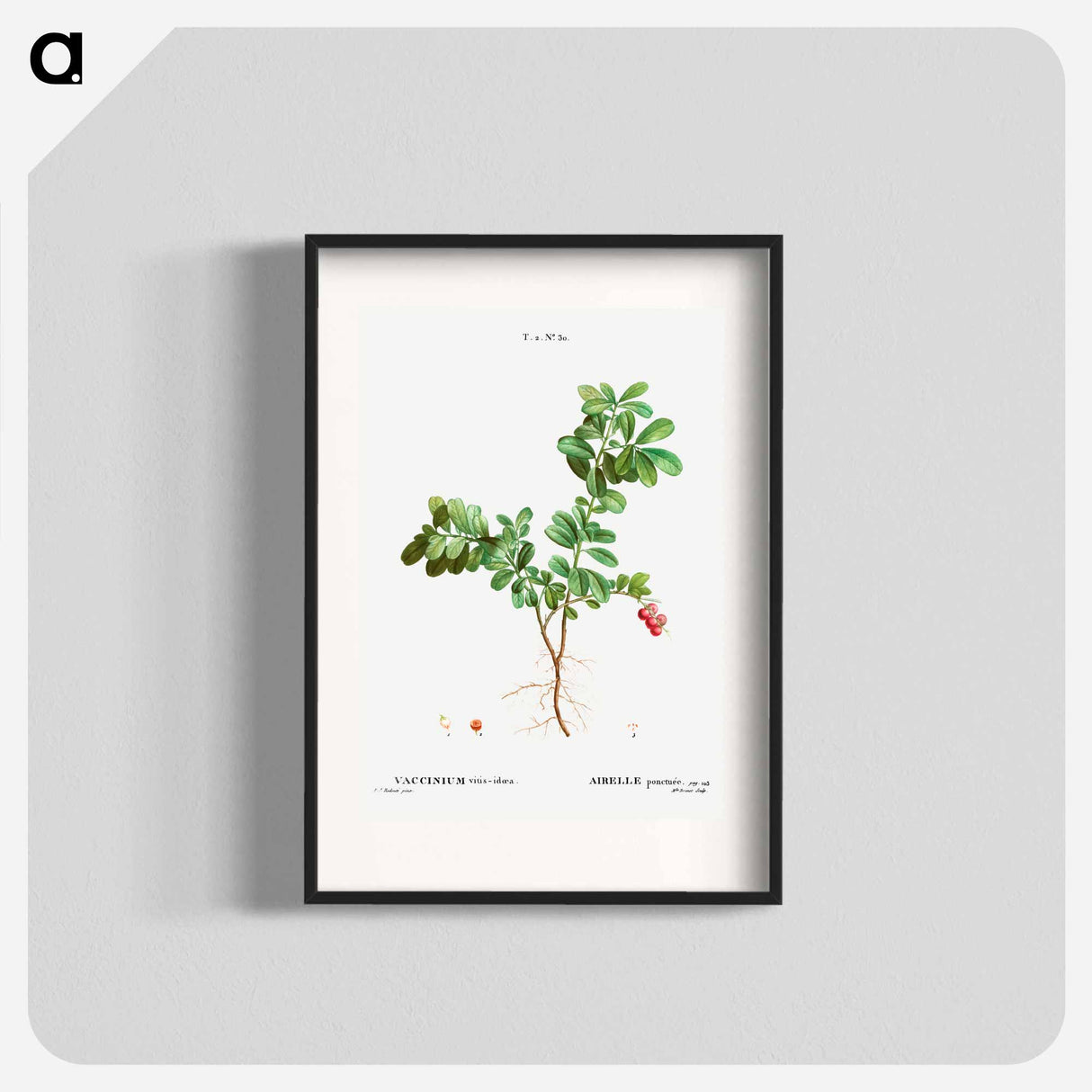 Lingonberry - Pierre Joseph Redouté Poster.