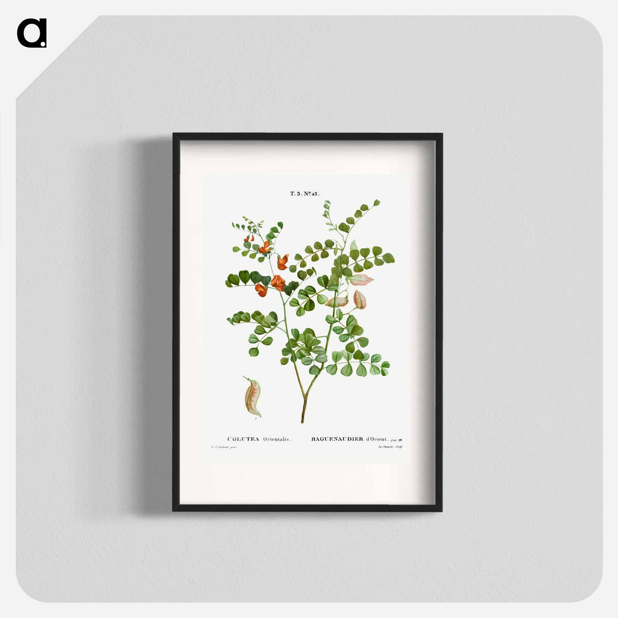 アートポスター-Blood Spotted Bladder Senna, Colutea Orientalis - ピエール ジョゼフ ルドゥーテ Poster.
