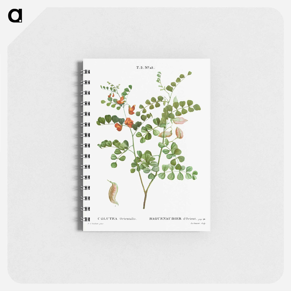 アートメモ帳-Blood Spotted Bladder Senna, Colutea Orientalis - ピエール ジョゼフ ルドゥーテ Memo.