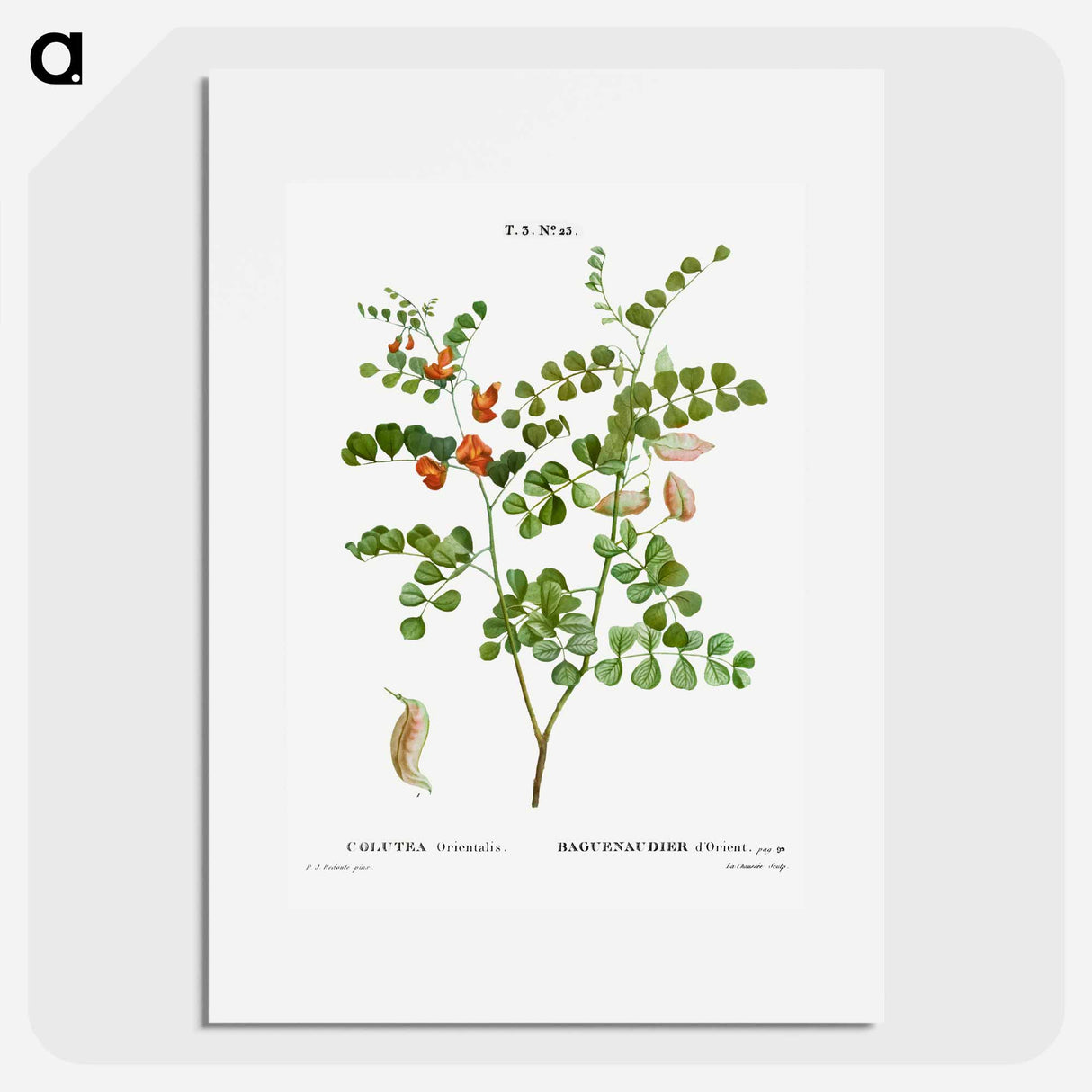 アートポスター-Blood Spotted Bladder Senna, Colutea Orientalis - ピエール ジョゼフ ルドゥーテ Poster.