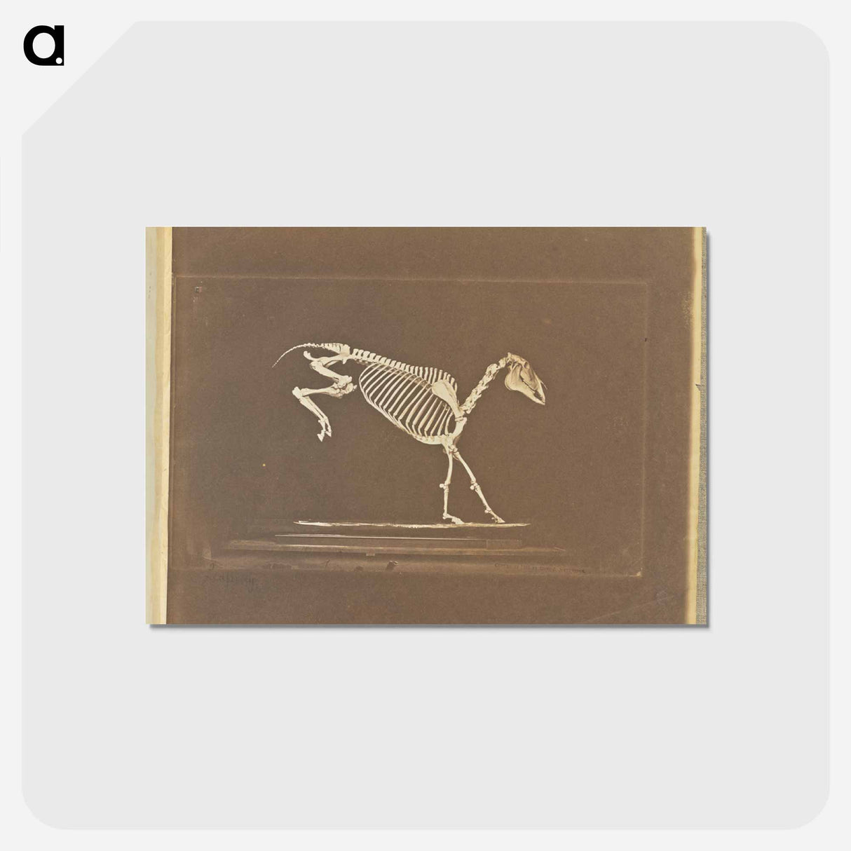 アートポストカード-Leaping
- エドワード マイブリッジ Postcard.