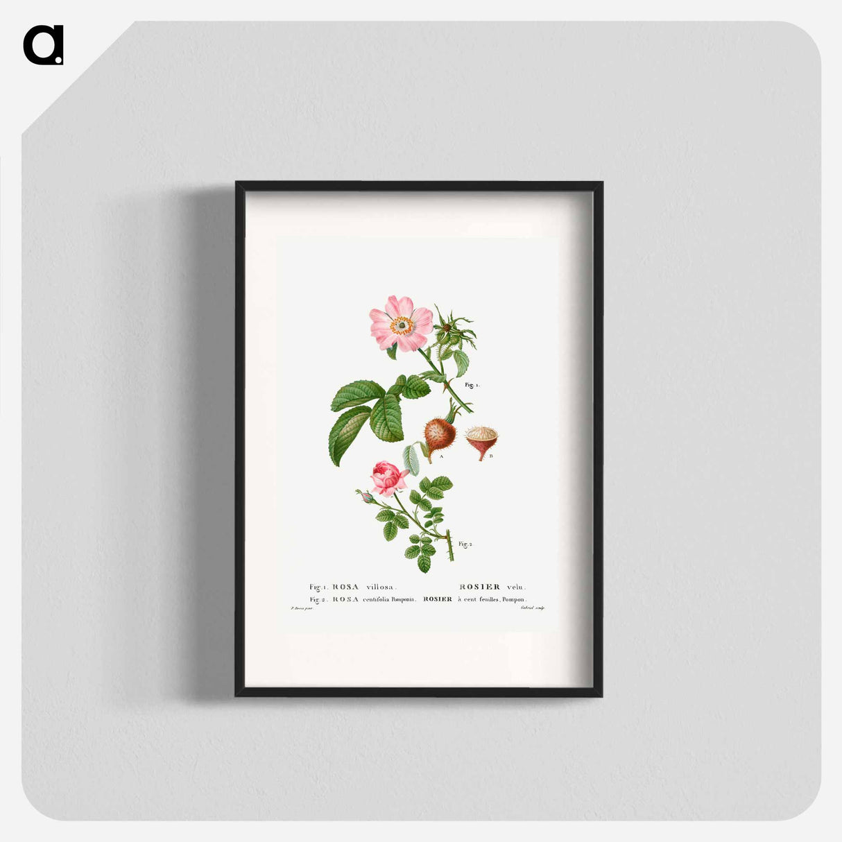 アートポスター-Apple rose, Rosa villosa 2. Provence rose, Rosa centifolia - ピエール ジョゼフ ルドゥーテ Poster.