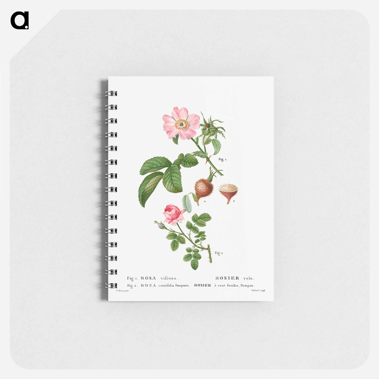 Apple rose, Rosa villosa 2. Provence rose, Rosa centifolia - ピエール ジョゼフ ルドゥーテ Memo.