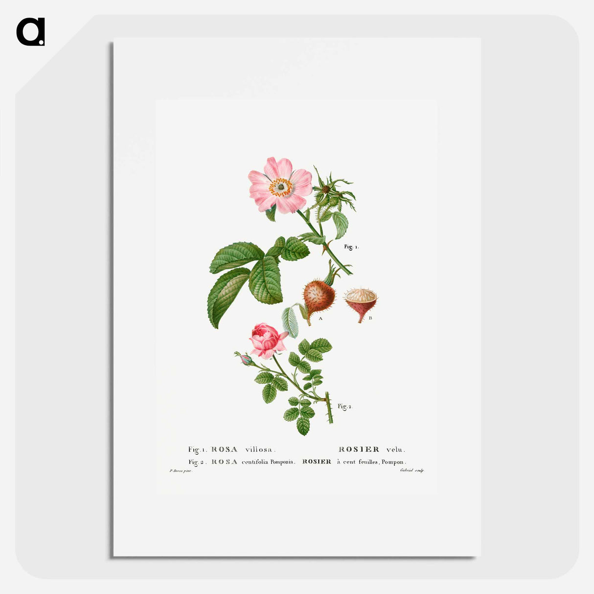 アートポスター-Apple rose, Rosa villosa 2. Provence rose, Rosa centifolia - ピエール ジョゼフ ルドゥーテ Poster.