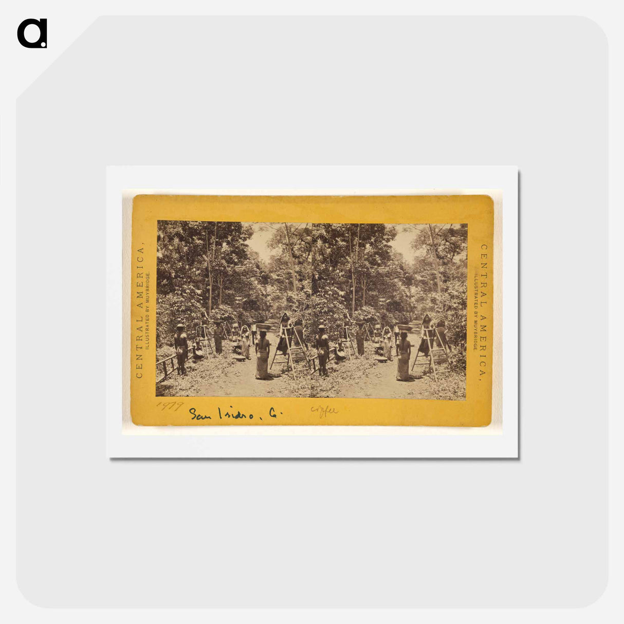 アートポストカード-Cultivation of Coffee
- エドワード マイブリッジ Postcard.