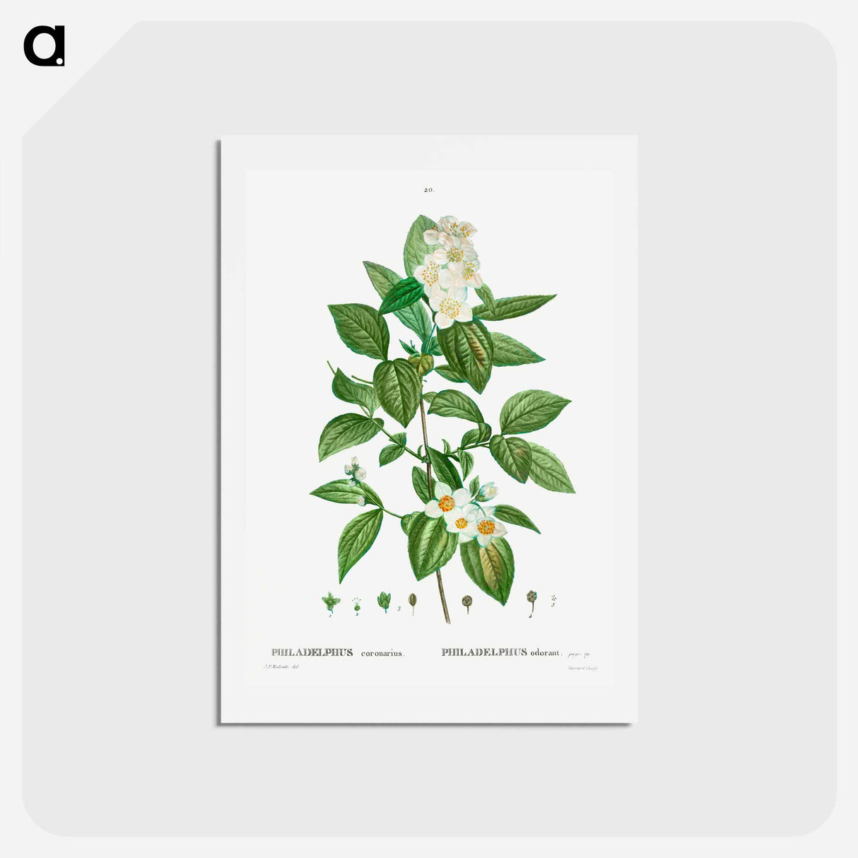 アートポストカード-Philadelphus coronarius - ピエール ジョゼフ ルドゥーテ Postcard.
