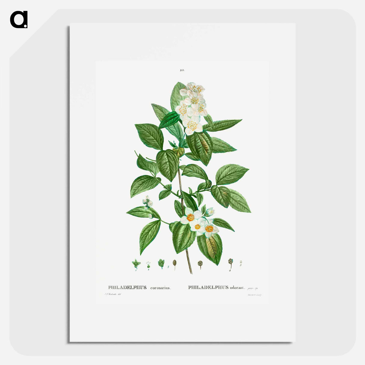 Philadelphus coronarius - Pierre Joseph Redouté Poster.