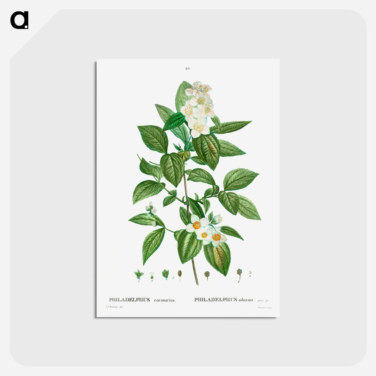 アートポストカード-Philadelphus coronarius - ピエール ジョゼフ ルドゥーテ Postcard.