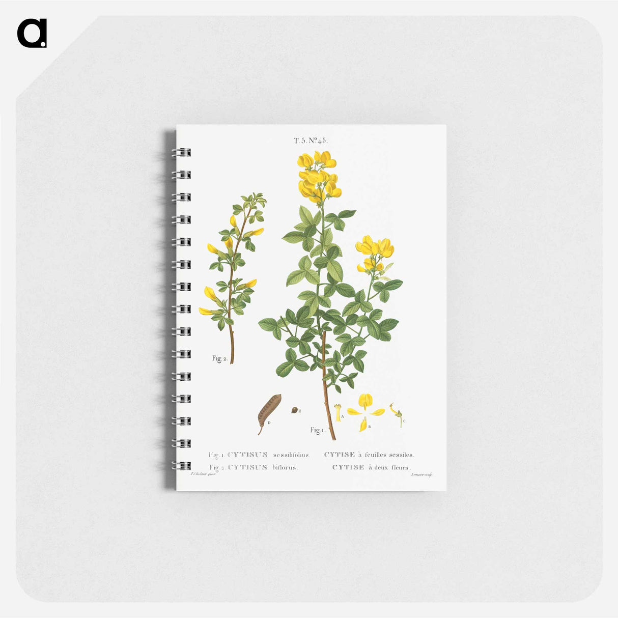 アートメモ帳-Common cytisus - ピエール ジョゼフ ルドゥーテ Memo.