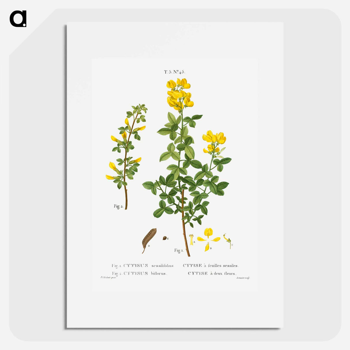 Common cytisus - Pierre Joseph Redouté Poster.