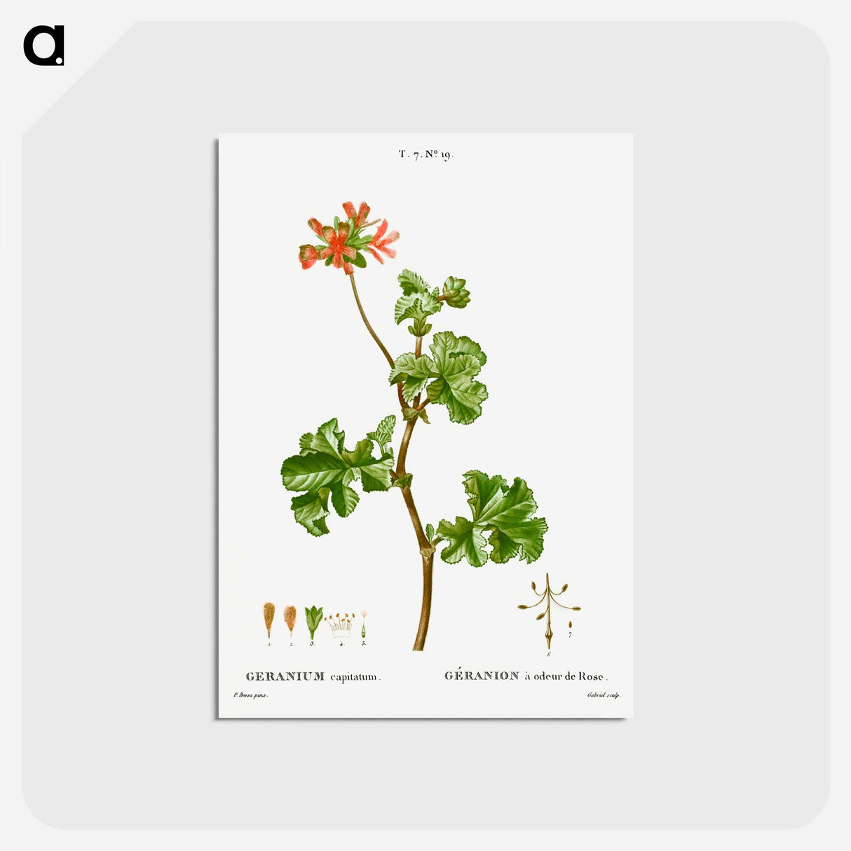 アートポストカード-Rose geranium - ピエール ジョゼフ ルドゥーテ Postcard.