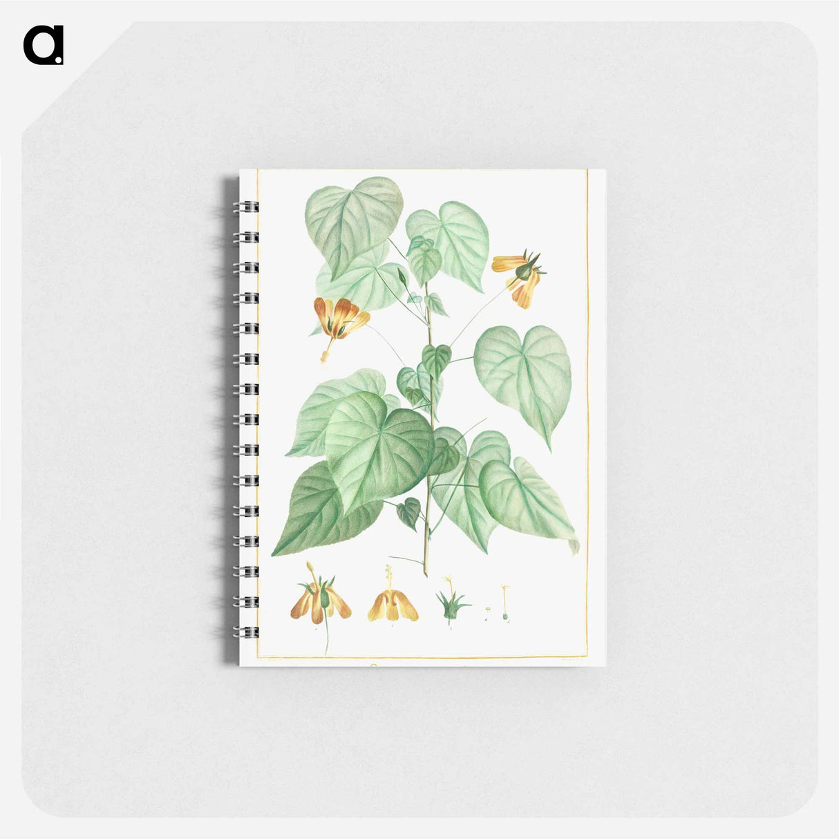 Sida Retrorfa - ピエール ジョゼフ ルドゥーテ Memo.