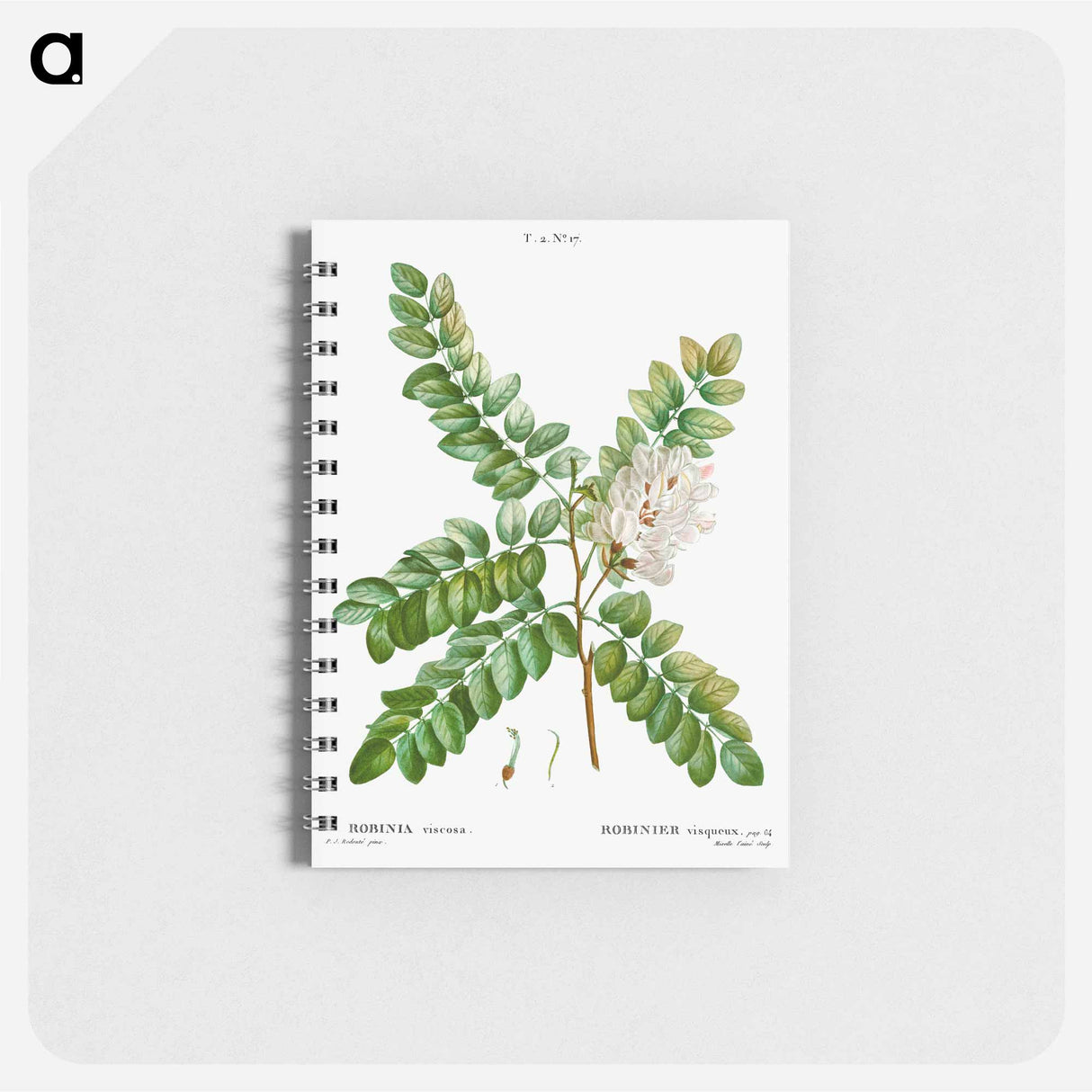 Clammy locust (Robinia viscosa) - ピエール ジョゼフ ルドゥーテ Memo.
