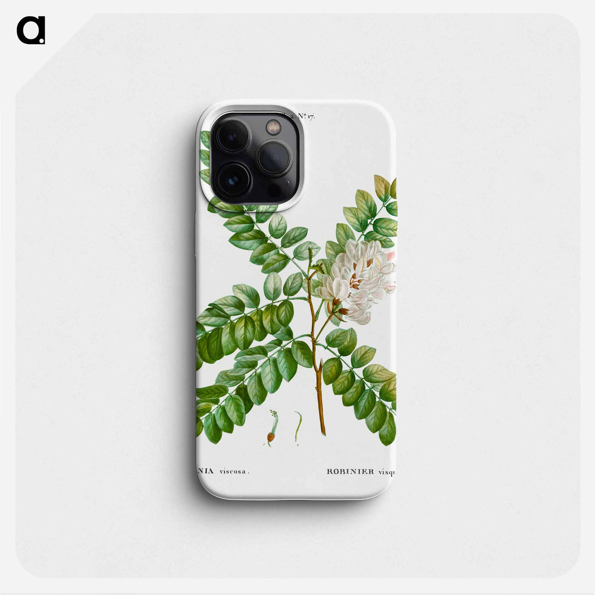 Clammy locust (Robinia viscosa) - ピエール ジョゼフ ルドゥーテ Phone Case.