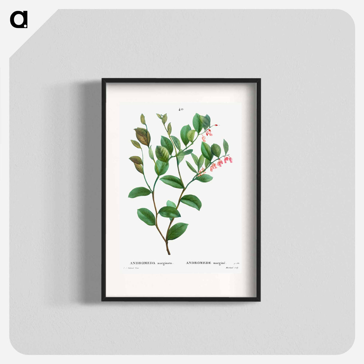 Andromeda axillaris (Andromede axillaire) - Pierre Joseph Redouté Poster.