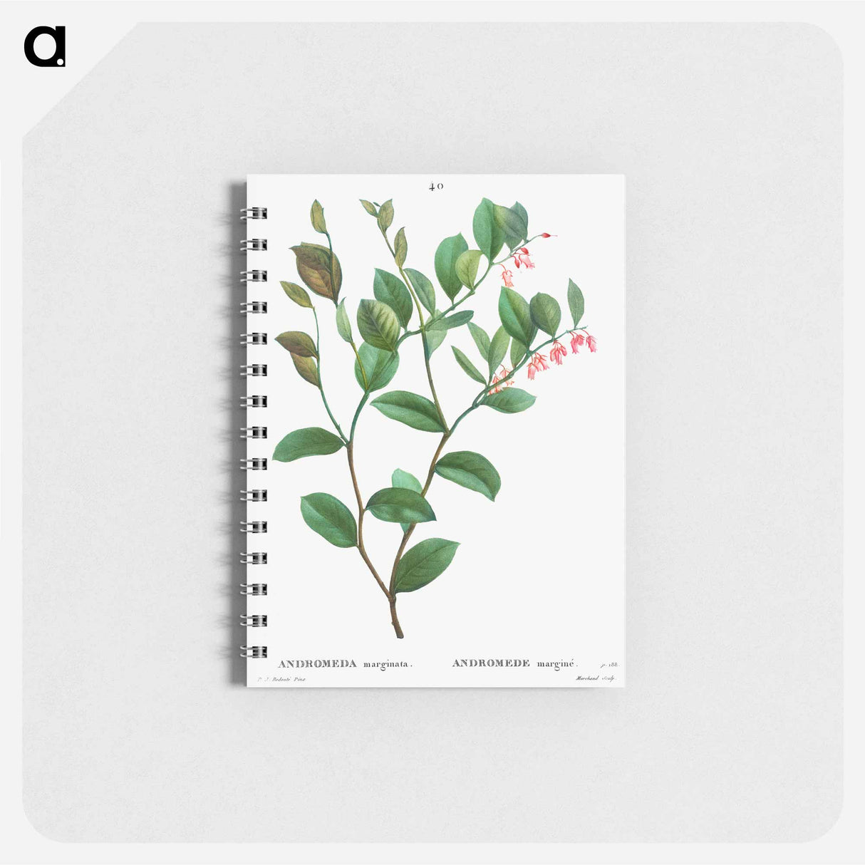 Andromeda axillaris (Andromede axillaire) - ピエール ジョゼフ ルドゥーテ Memo.