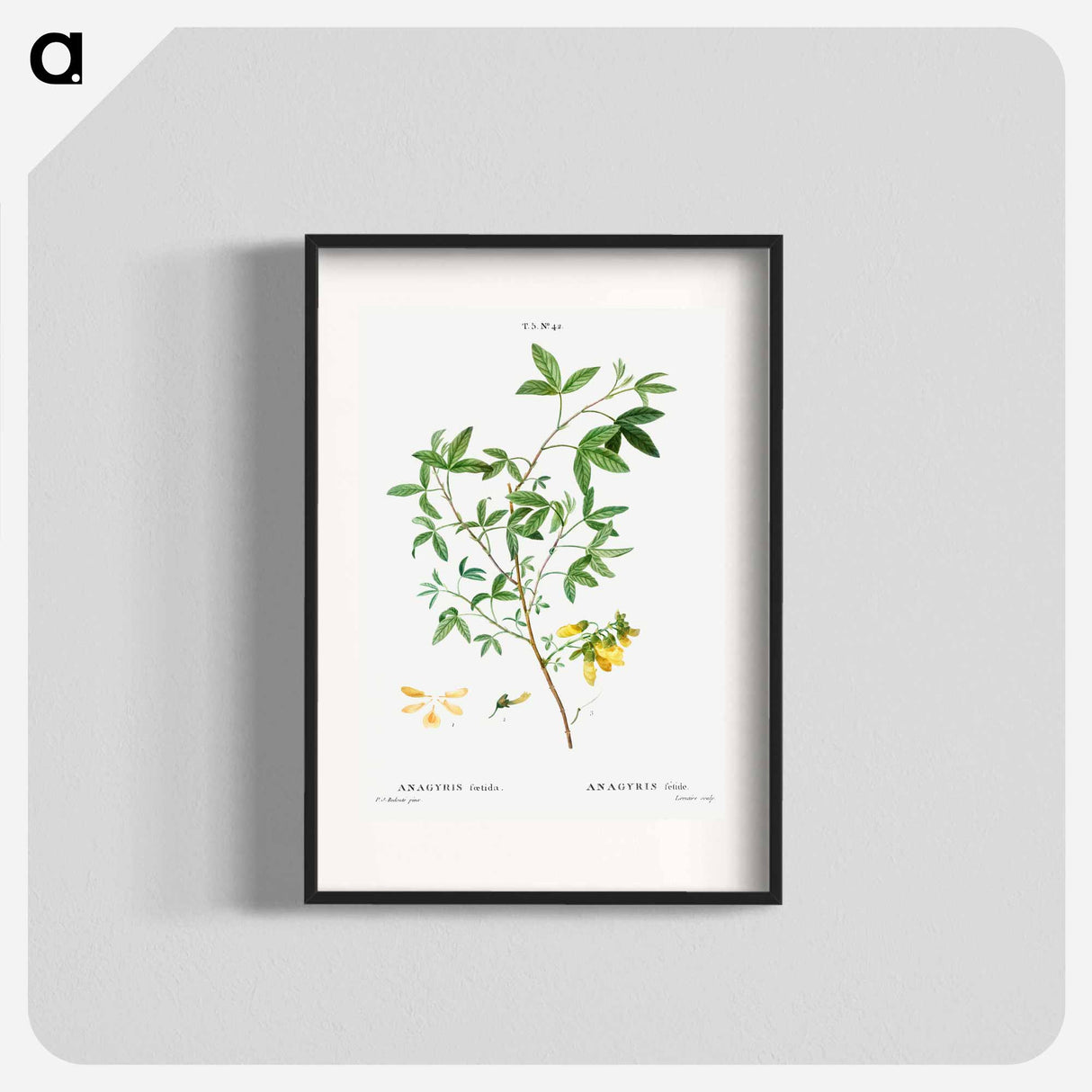 Stinking bean trefoil - Pierre Joseph Redouté Poster.