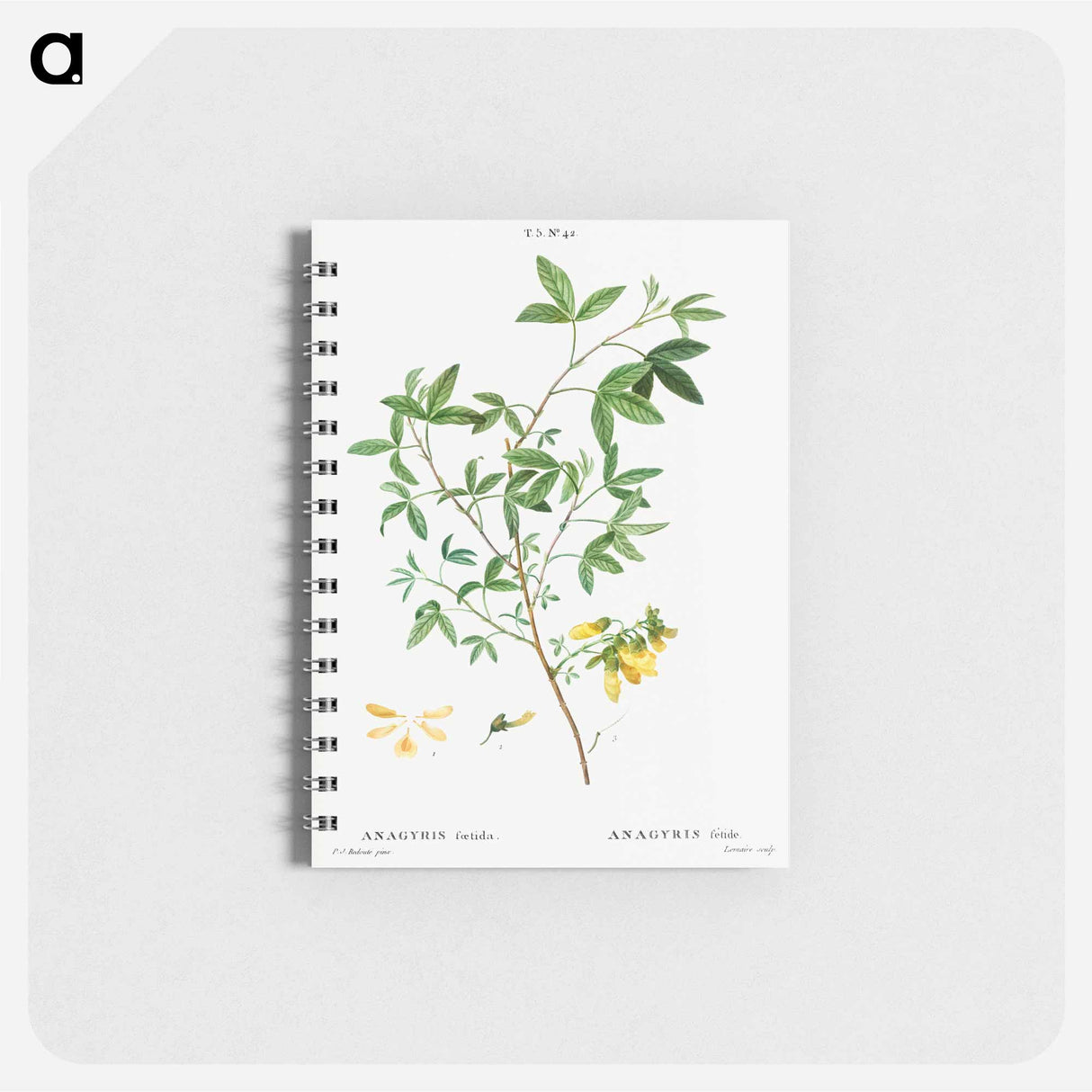 Stinking bean trefoil - ピエール ジョゼフ ルドゥーテ Memo.