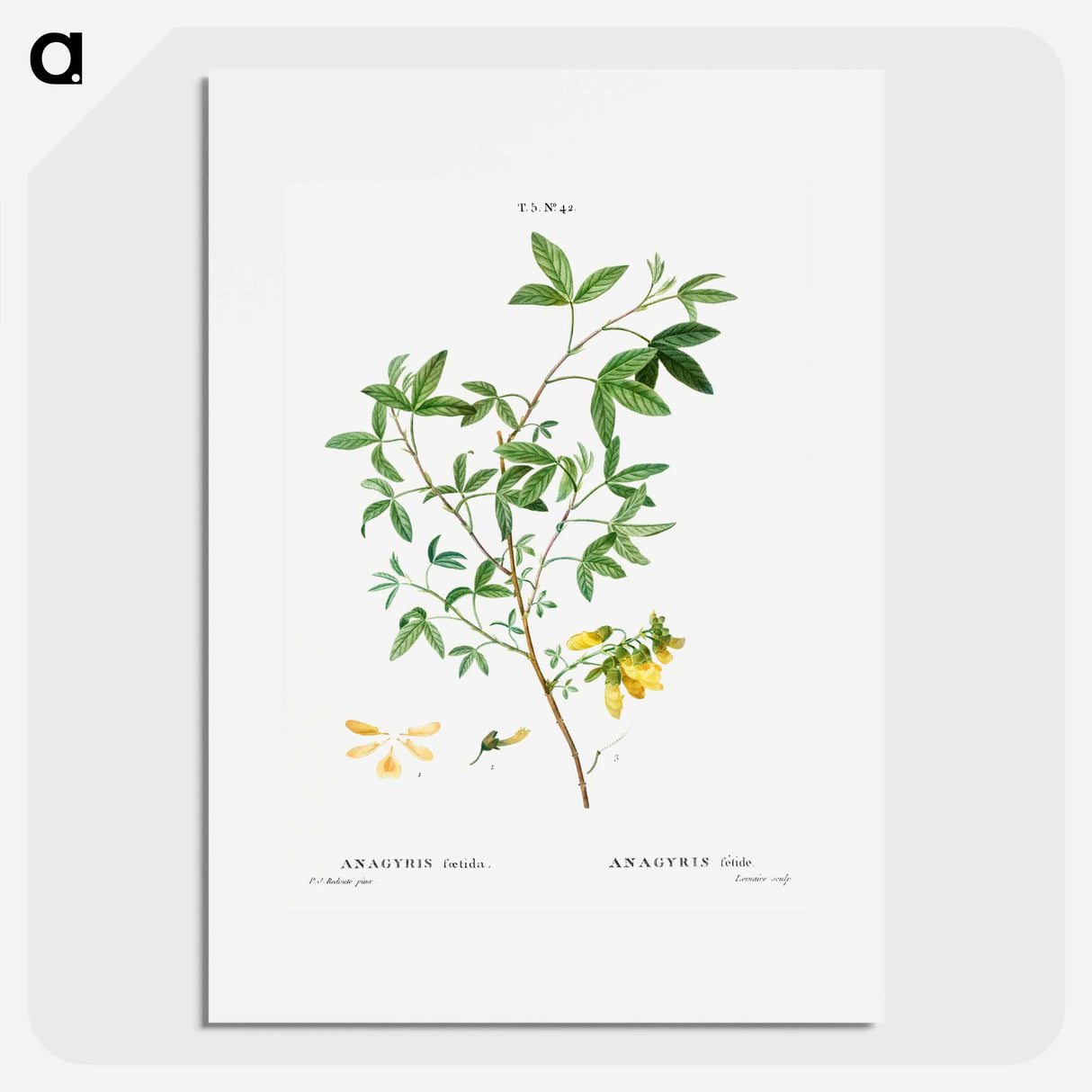 Stinking bean trefoil - Pierre Joseph Redouté Poster.