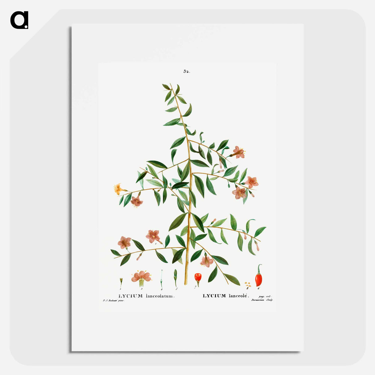 Lycium lanceolatum - Pierre-Joseph Redouté Poster.