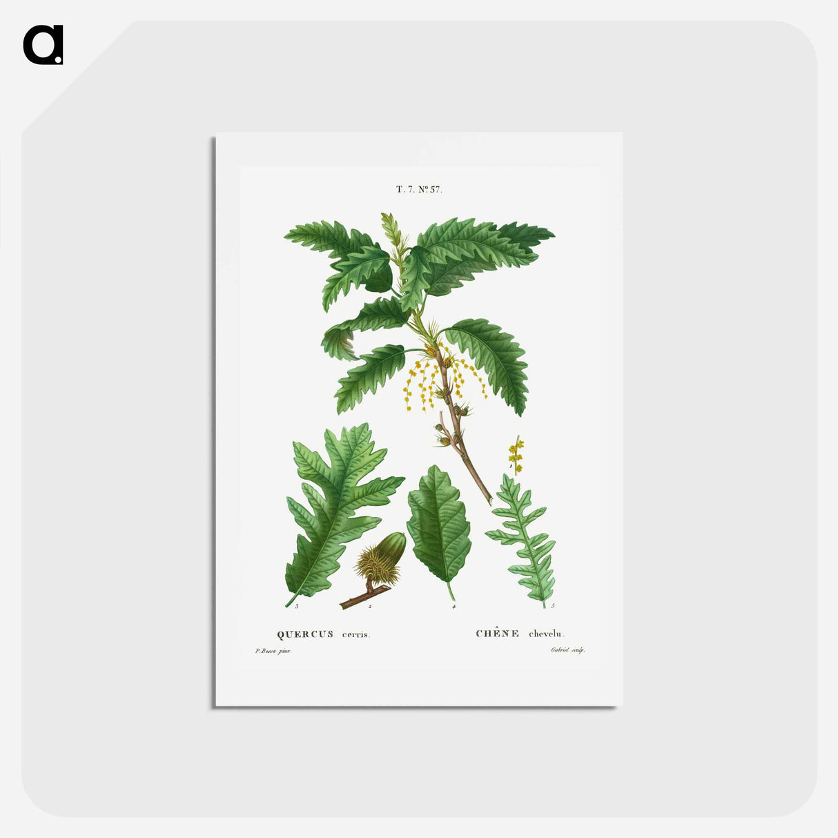 アートポストカード-Turkey oak, Quercus cerris - ピエール ジョゼフ ルドゥーテ Postcard.