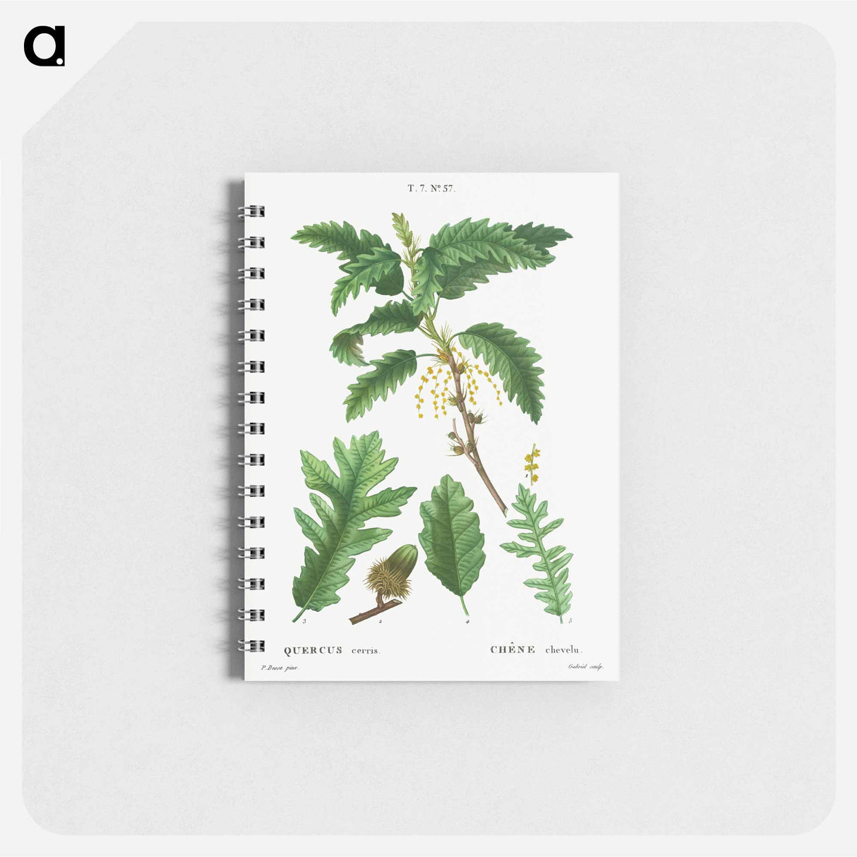 Turkey oak, Quercus cerris - ピエール ジョゼフ ルドゥーテ Memo.