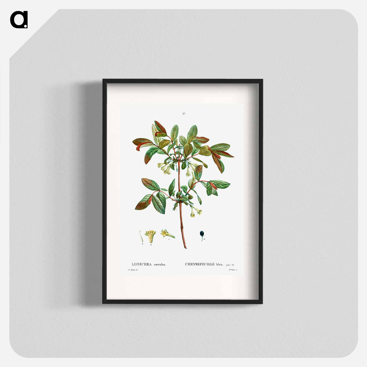 Honeyberry (Lonicera coerulea) - Pierre Joseph Redouté Poster.