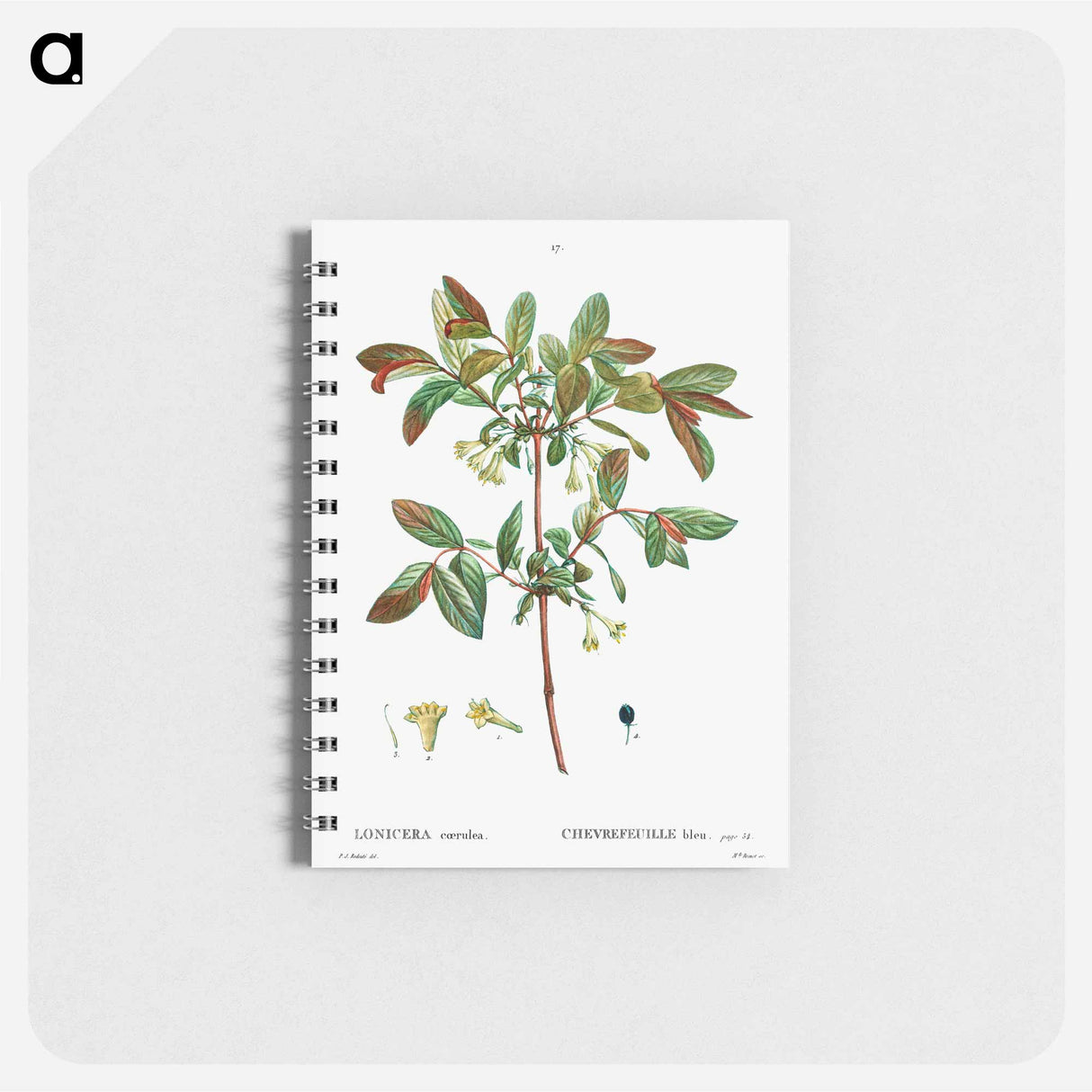 Honeyberry (Lonicera coerulea) - ピエール ジョゼフ ルドゥーテ Memo.