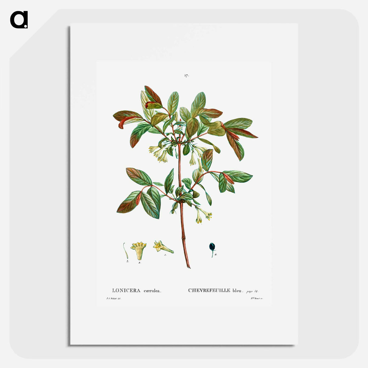 Honeyberry (Lonicera coerulea) - Pierre Joseph Redouté Poster.