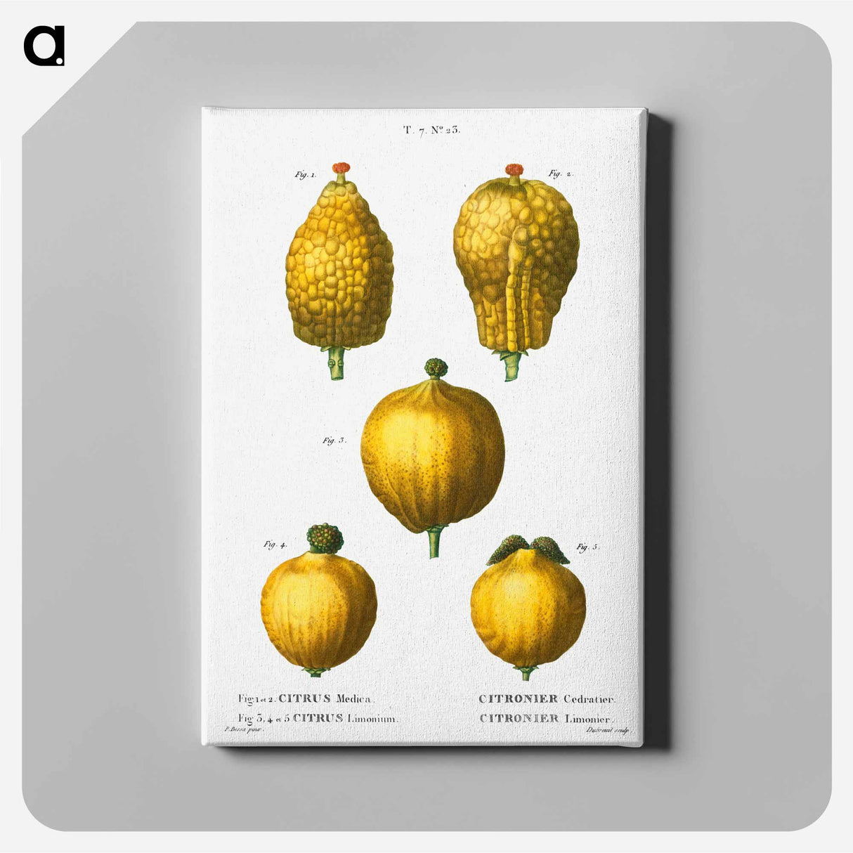 アートパネル-Citron, Citrus medica 3, 4, 5. Lemon, Citrus limonium - ピエール ジョゼフ ルドゥーテ Canvas.