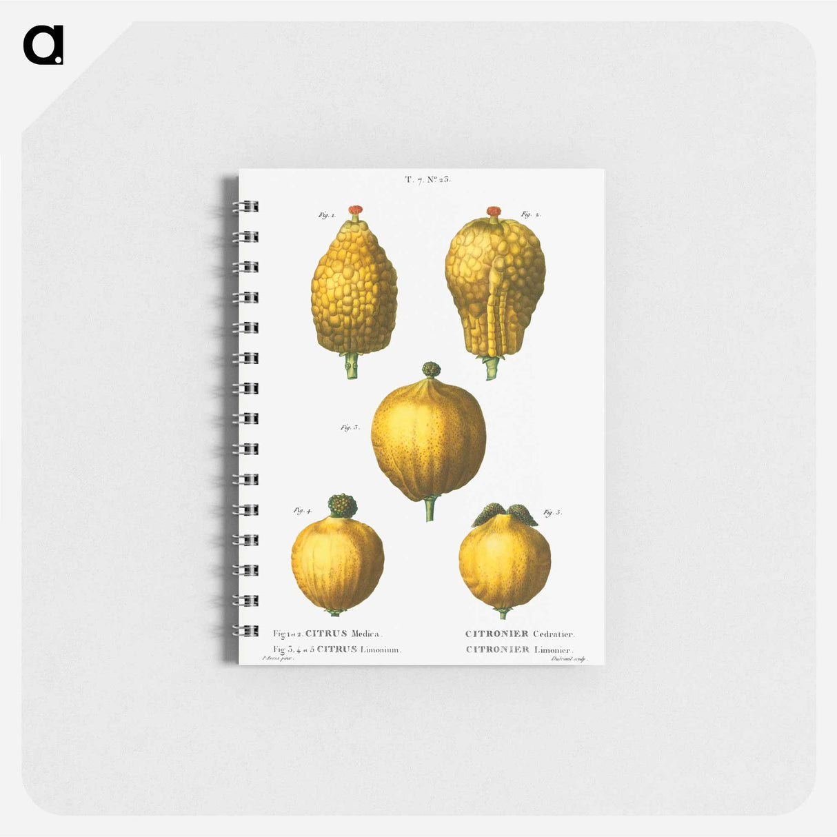 Citron, Citrus medica 3, 4, 5. Lemon, Citrus limonium - ピエール ジョゼフ ルドゥーテ Memo.