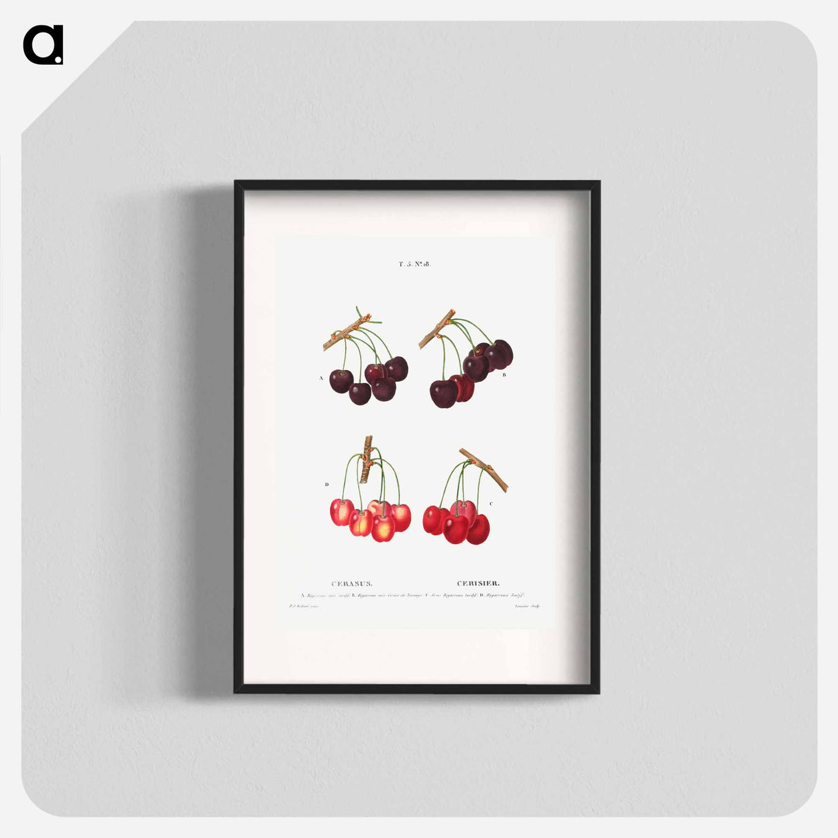 Cherry, Cerasus - Pierre Joseph Redouté Poster.