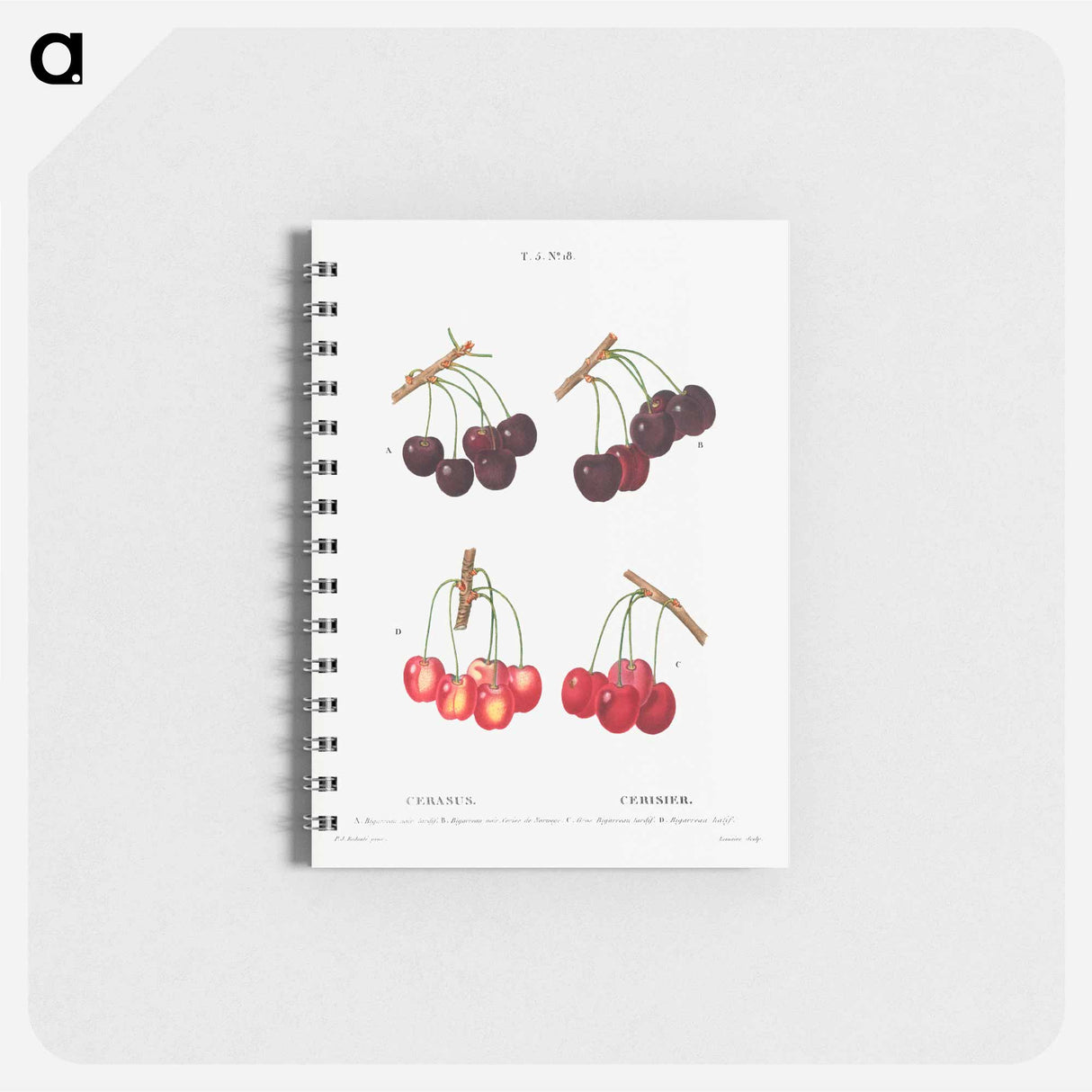 アートメモ帳-Cherry, Cerasus - ピエール ジョゼフ ルドゥーテ Memo.