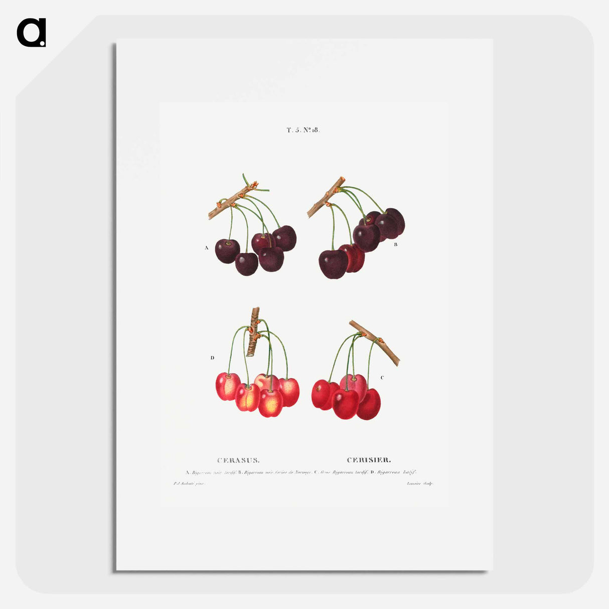 Cherry, Cerasus - Pierre Joseph Redouté Poster.