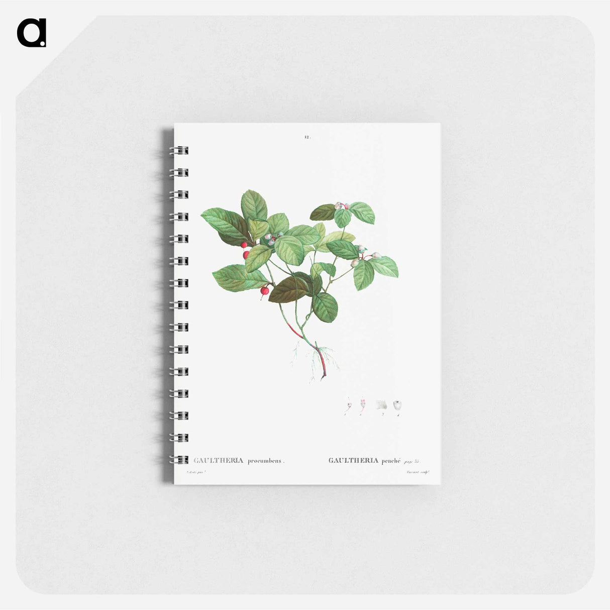 American Wintergreen - ピエール ジョゼフ ルドゥーテ Memo.